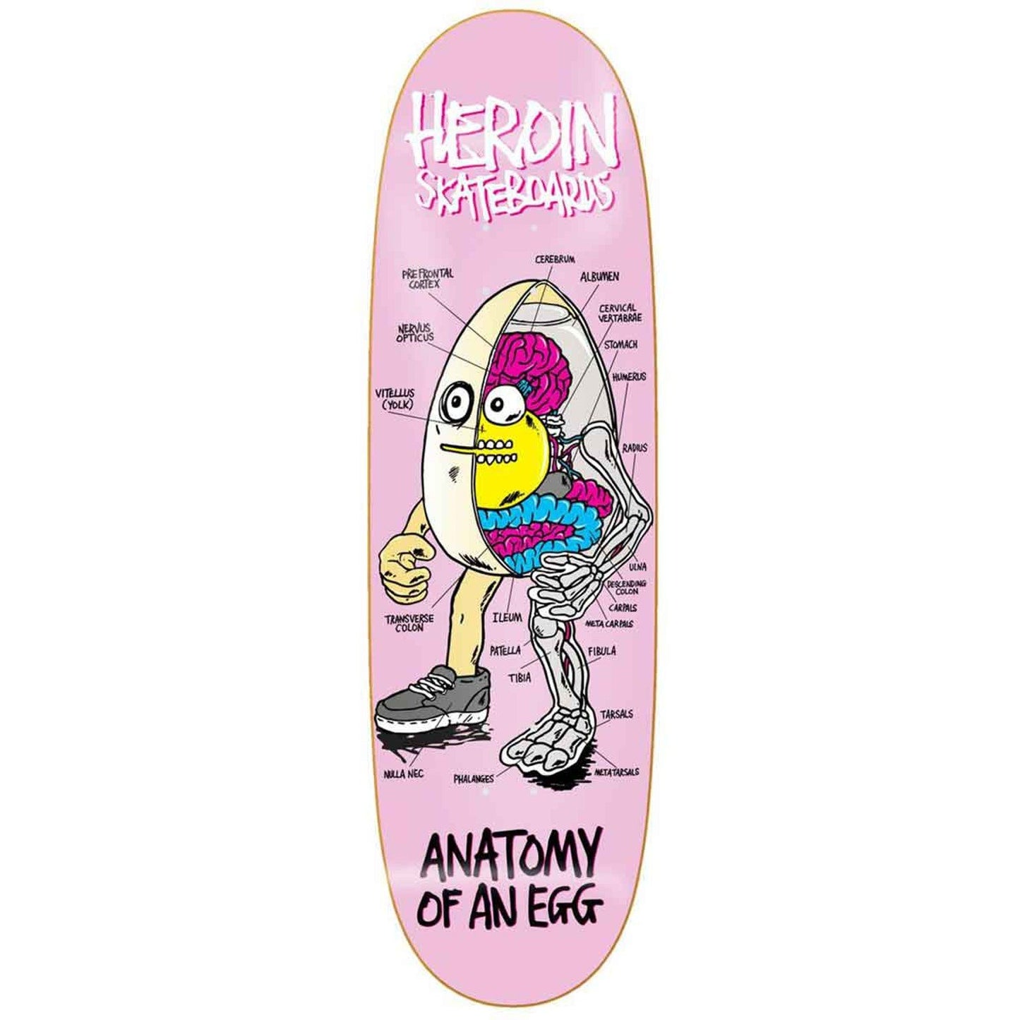 TEAM ANATOMY EGG SLICK SHAPED DECK 9.25